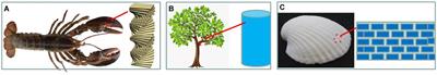 Recent Advancements in Biomimetic 3D Printing Materials With Enhanced Mechanical Properties